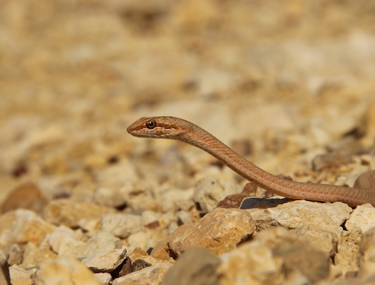 ארבע קו מובהק