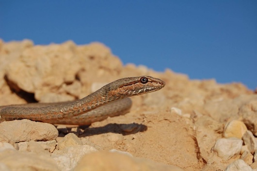 ארבע קו מובהק