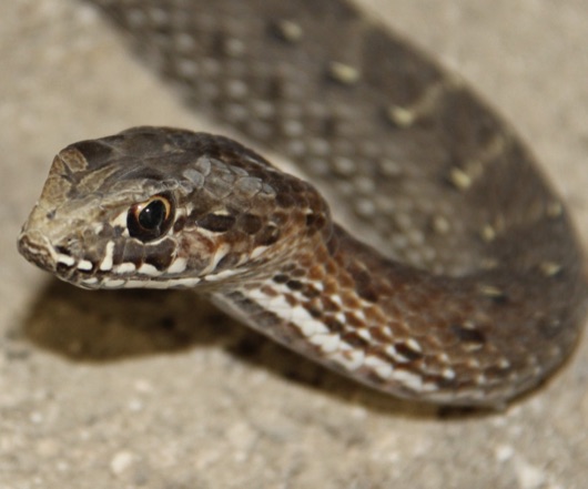 תלום קשקשים מצוי צילום: תום גד אוחיון