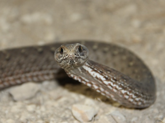 תלום קשקשים מצוי